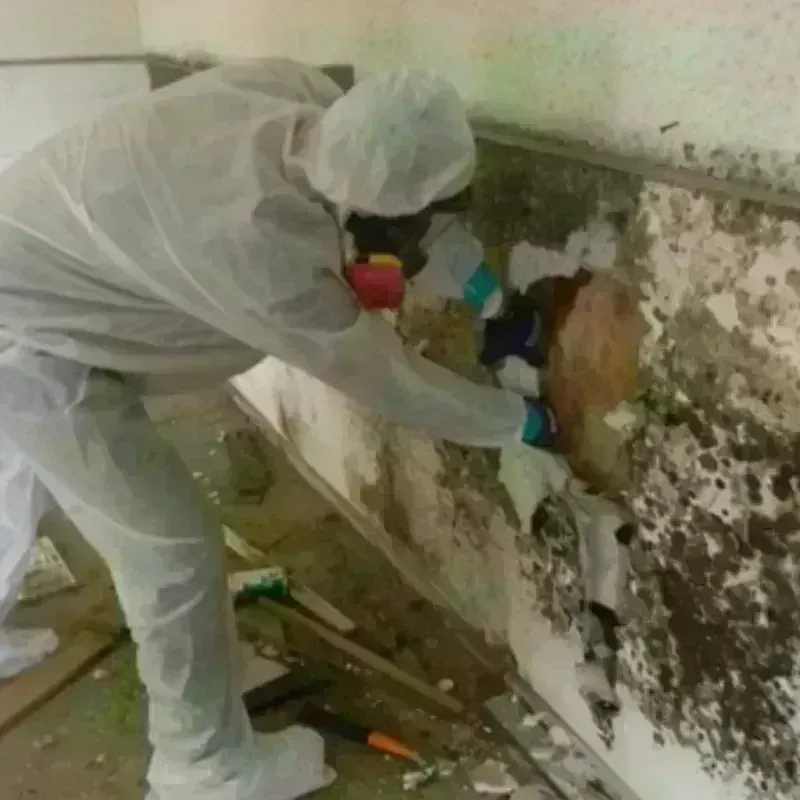 Mold Remediation and Removal in Murrieta, CA